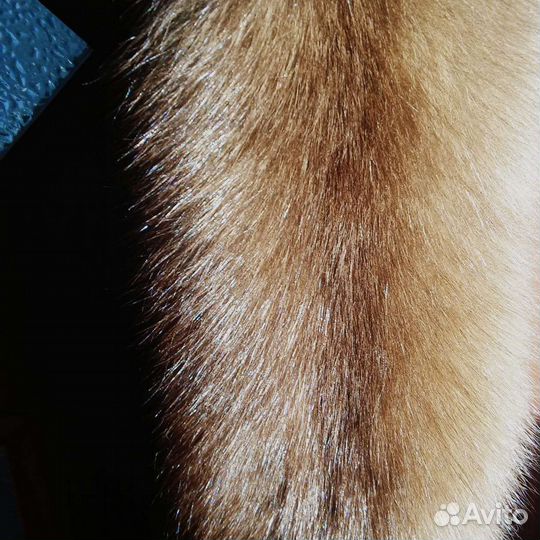 Две шкурки Приморского соболя