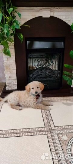 Щенки метисы бордер колли