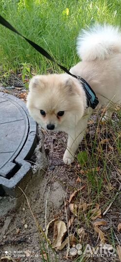 Шпиц для вязки