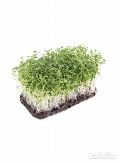 Микрозелень Брокколи Калабрезе