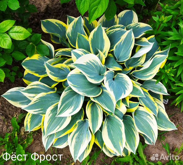 Хосты более 25 сортов