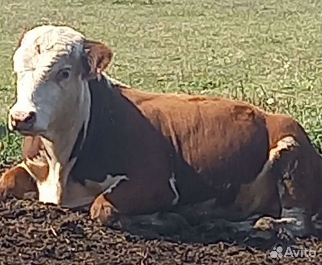 Быки герефорд