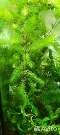 Растения аквариумные, валиснерия, роголистник