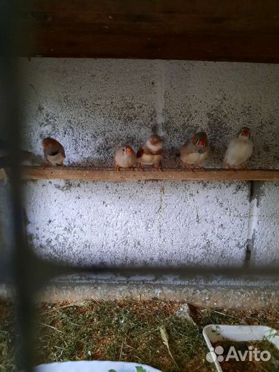 Зебровые амадины