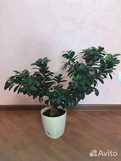 Фикус микрокарпа