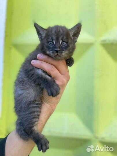 Чаузи ф1 гризли