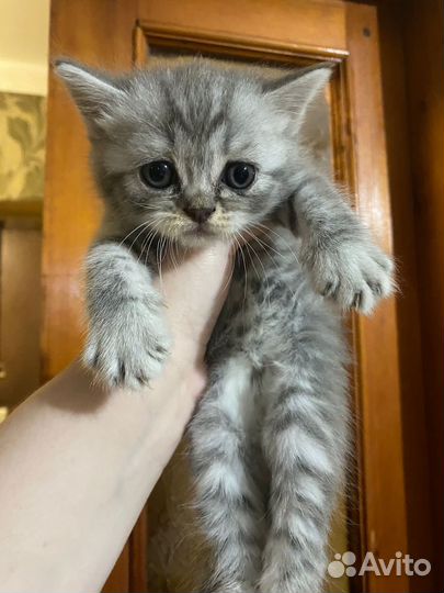 Шотландская
