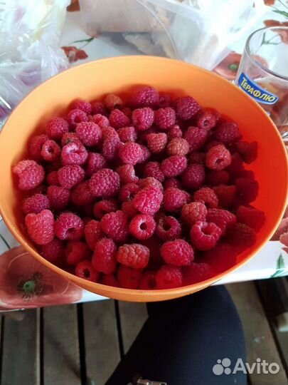 Саженцы Малины