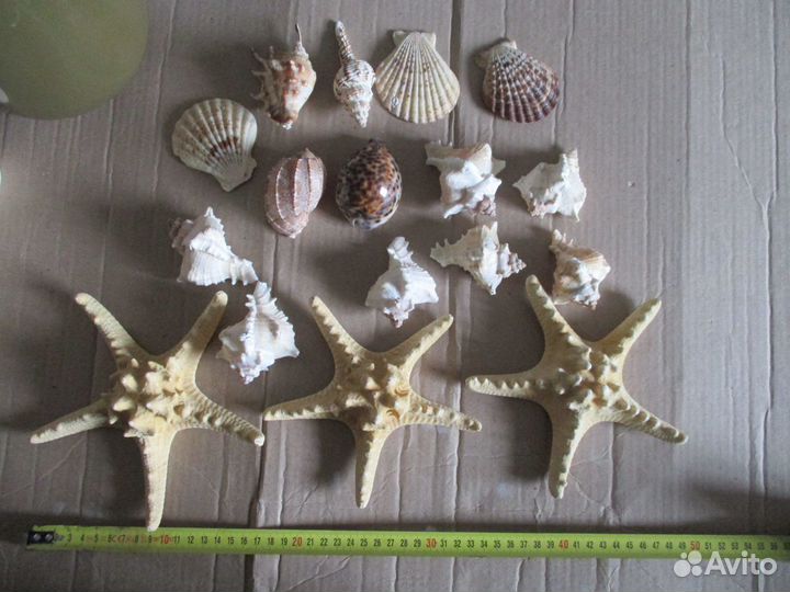 Морские звезды и морские ракушки