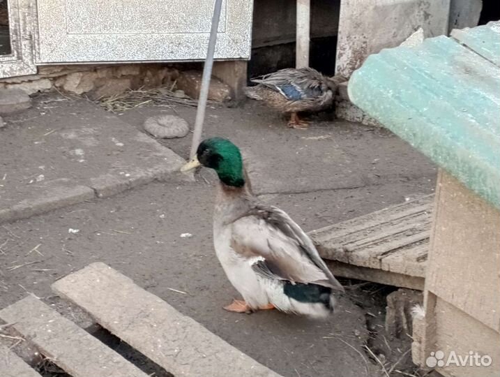 Утки подсадные для охоты