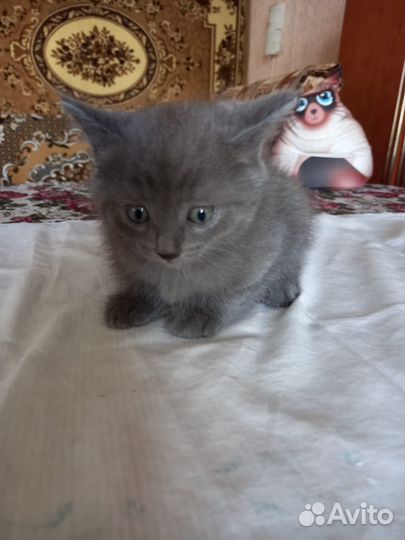 Отдам котят