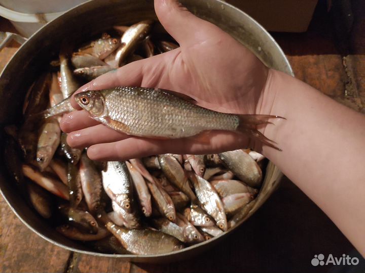 Рыба свежая плотва