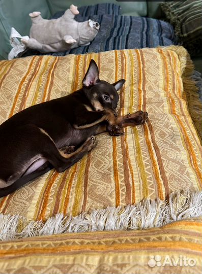 Мини той-терьер вязка