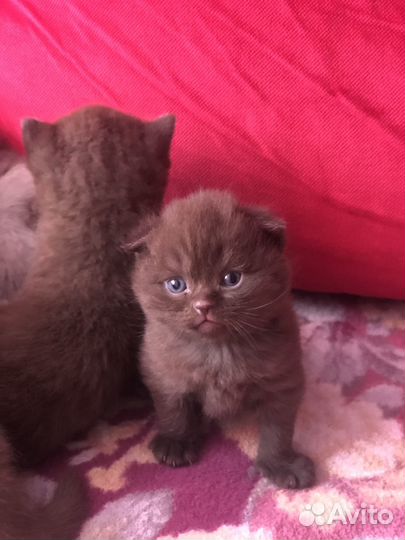 Шотландские котята шоколадного и лилового окраса