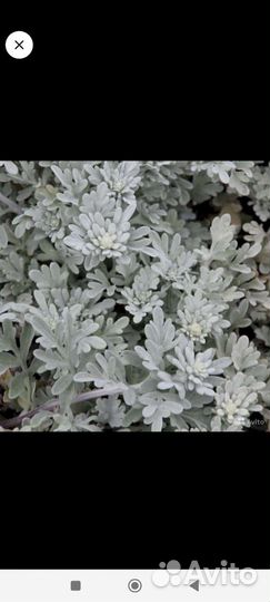 Шалфей дубравный, Вероника.Полынь Стеллера