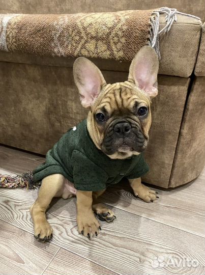 Французский бульдог вязка