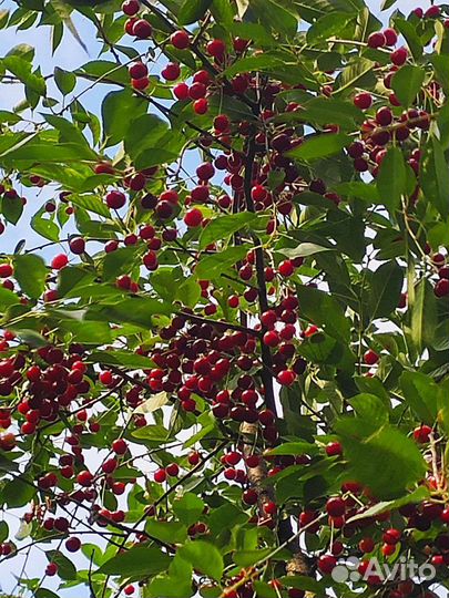 Вишня ягода