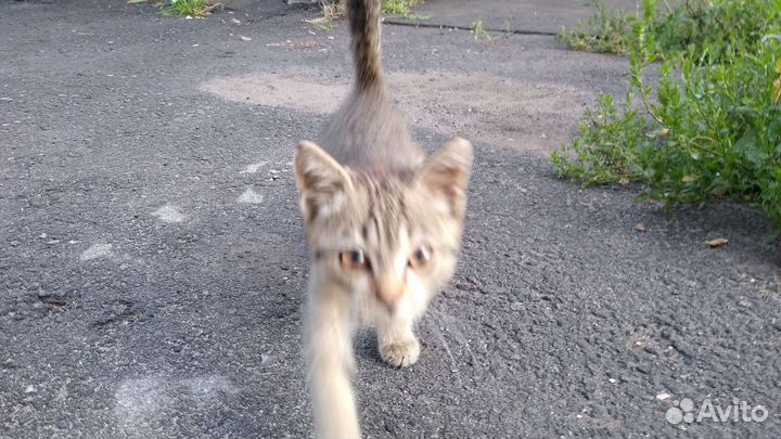 Серенький полосатик