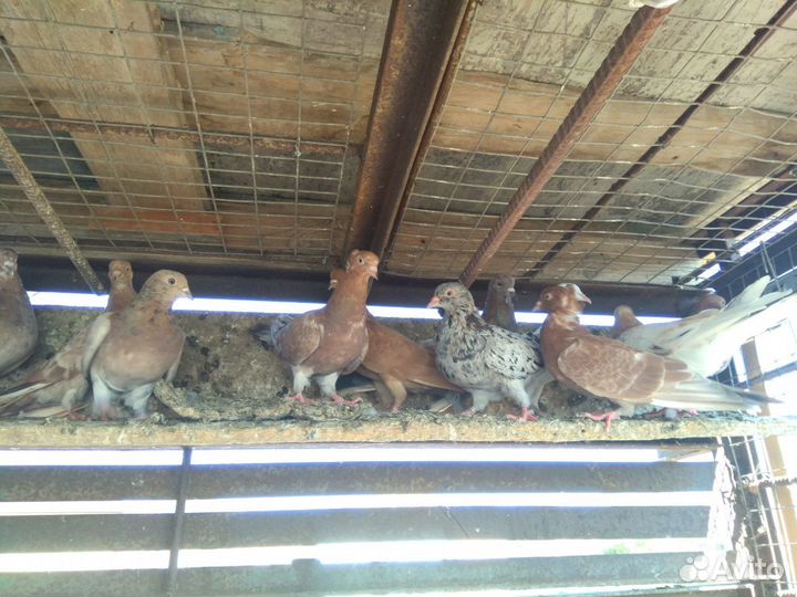 Продам бокинских бойных