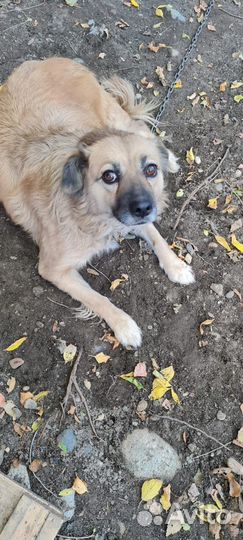 Собака ищет дом