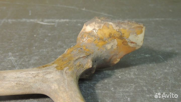 Рог оленя. Для творчества