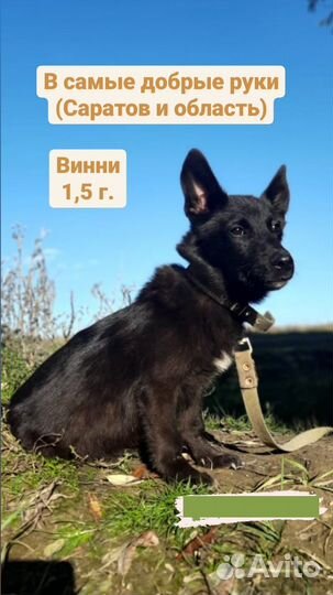 Собака в добрые руки