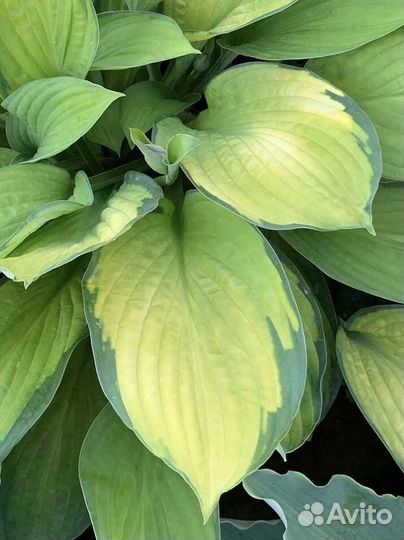 Комплект из 10ти хост