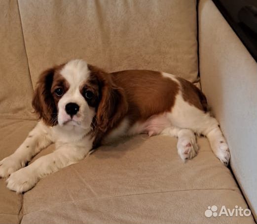 Щенки кавалер кинг чарльз спаниель