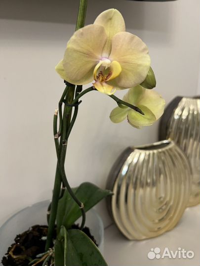Орхидея фаленопсис