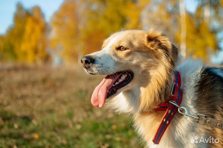 Собака пушистая из приюта в добрые руки