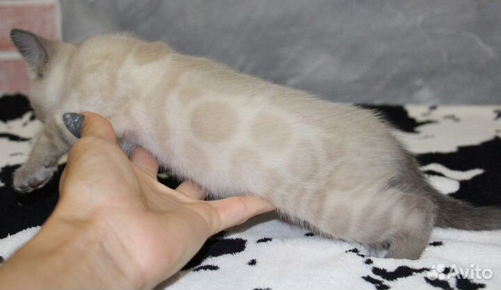 Бенгальская девочка