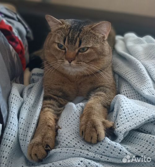 Британский кот вязка