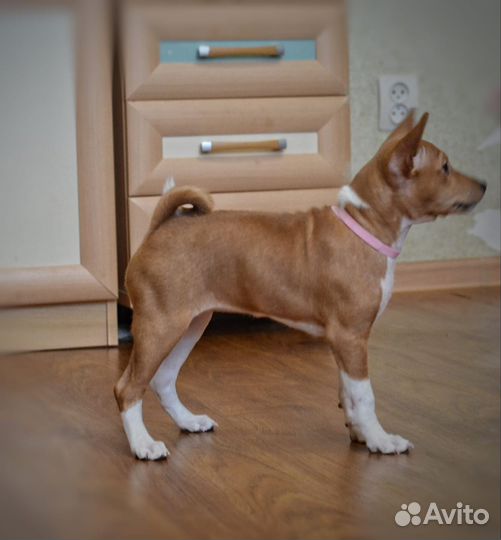 Щенки басенджи