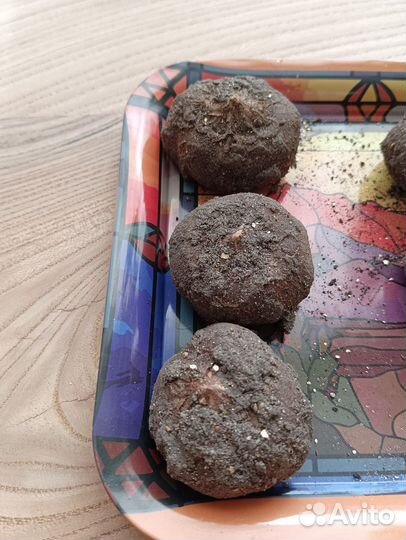 Экзотическое растение Sauromatum venosum