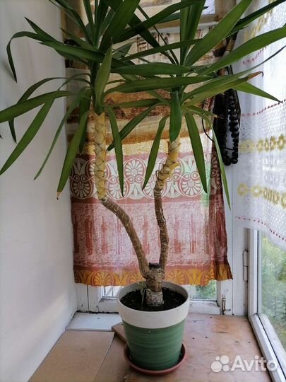 Пальма драцена