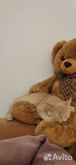 Котенок мальчик персиковый очень ласковый