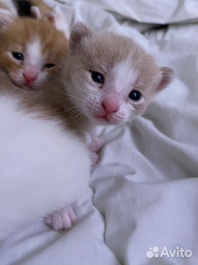 Котята 10штук ищут дом