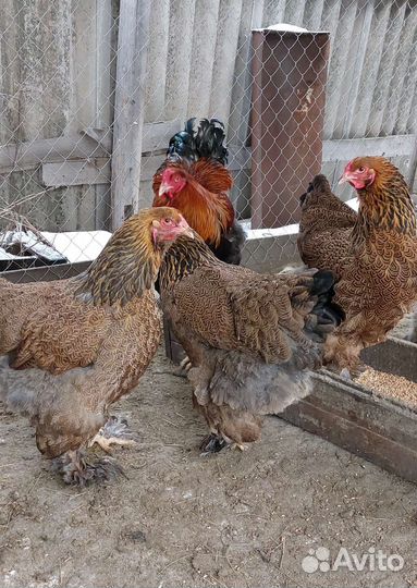 Куры Брама куропатчатая