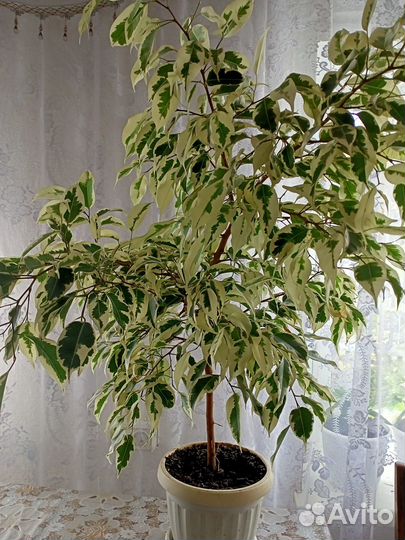 Фикус бенджамина