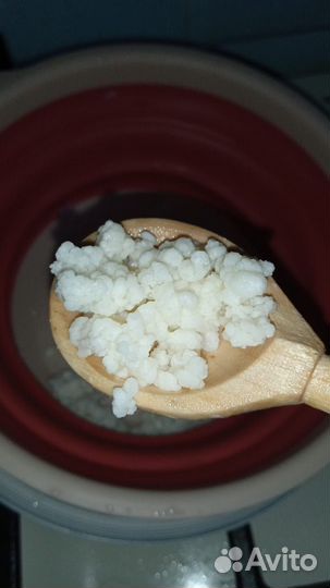 Кефирный гриб