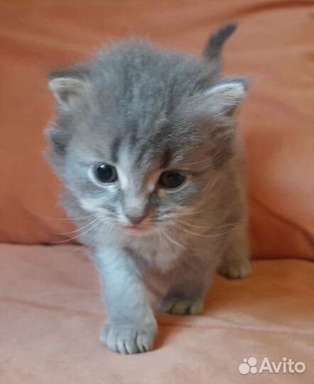 Сибирские котята в добрые руки