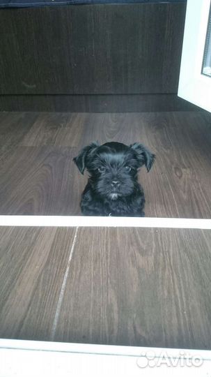 Йоркширский терьер