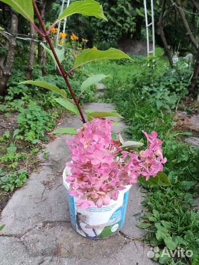 Гортензия Ванила Фрайз саженец 2 года