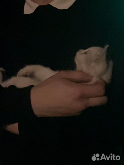 Котенок ищет дом