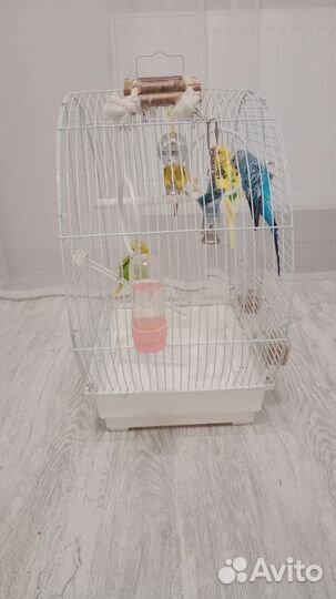 Волнистый попугай