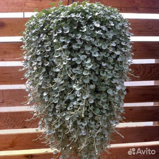 Дихондра серебристая, изумрудная