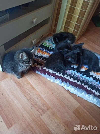 Котята в добрые руки