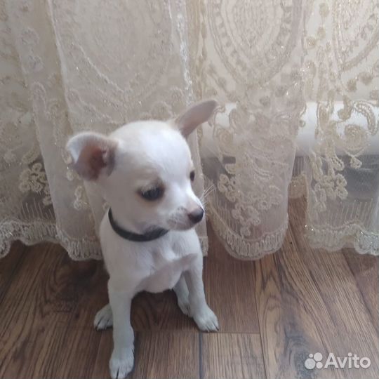 Продам чихуахуа мини