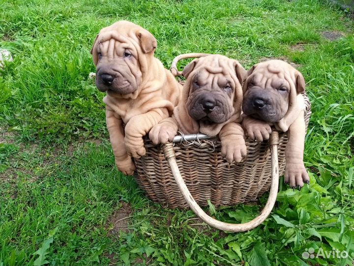 Шарпей щенки