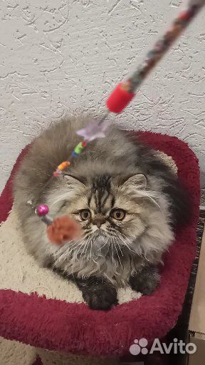 Персидский котик